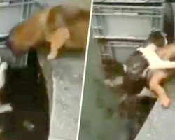 Heroic Puppy Dives In Water To Save Drowning Cat, Piggybacks Her To Safety