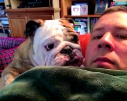 Bulldog Sulks & Throws A Hilarious Fit When Dad Doesn’t Let Him Get On The Couch