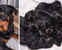 Rottweiler Goes Into Labor As Expected, But The Puppies Keep On Coming