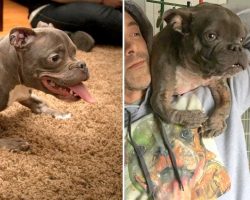 Pit Bull Was Dumped Because Of Her “Ugly” Looks, Finds A Dad Who Cherishes Her