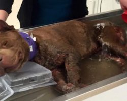 Severely Injured Dog Rescued From Fighting Gets His First Warm Bath