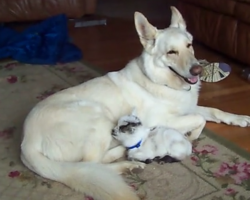 Baby Goat Thinks German Shepherd Is Her Mom, Dog Is Happy To Play Along