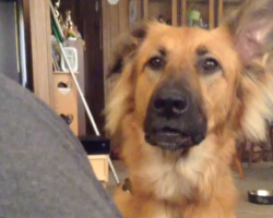 Mom Tells Her Pup She Can’t Have What She Wants. So The Dog Throws The Most Dramatic Hissy Fit.
