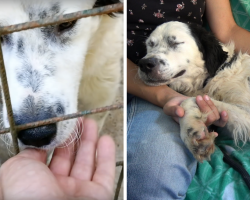 Mistreated Shelter Dog Fell Asleep In Rescuer’s Arms The Moment She Knows She’s Safe