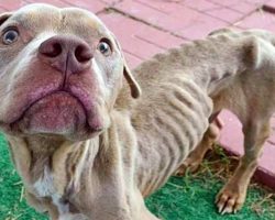 Skinny Dog Found Locked In Cage At Abandoned Apartment Looks Unrecognizable Now