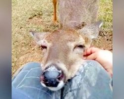 Woman Saves Wild Deer Hit By Car, Gets The Sweetest Thank You In Return