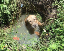 Officers Hear Whimpering In The Distance, Follow The Sound To Life-Changing Find