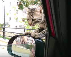 Stray cat decides he wants a forever home, climbs into car and refuses yo leave