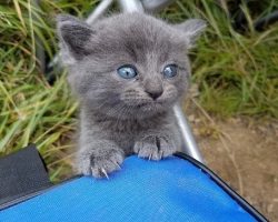 Stray kitten appears out of nowhere, meowing at man for help, when he sees her, he can’t say no