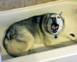 Husky Tells His Mom He Wants To Take a Bath But She Says No. He Proceeds To Throw a Hysterical Tantrum.