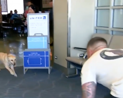 Soldier Turns Around To See His Former Military Dog Running Toward Him