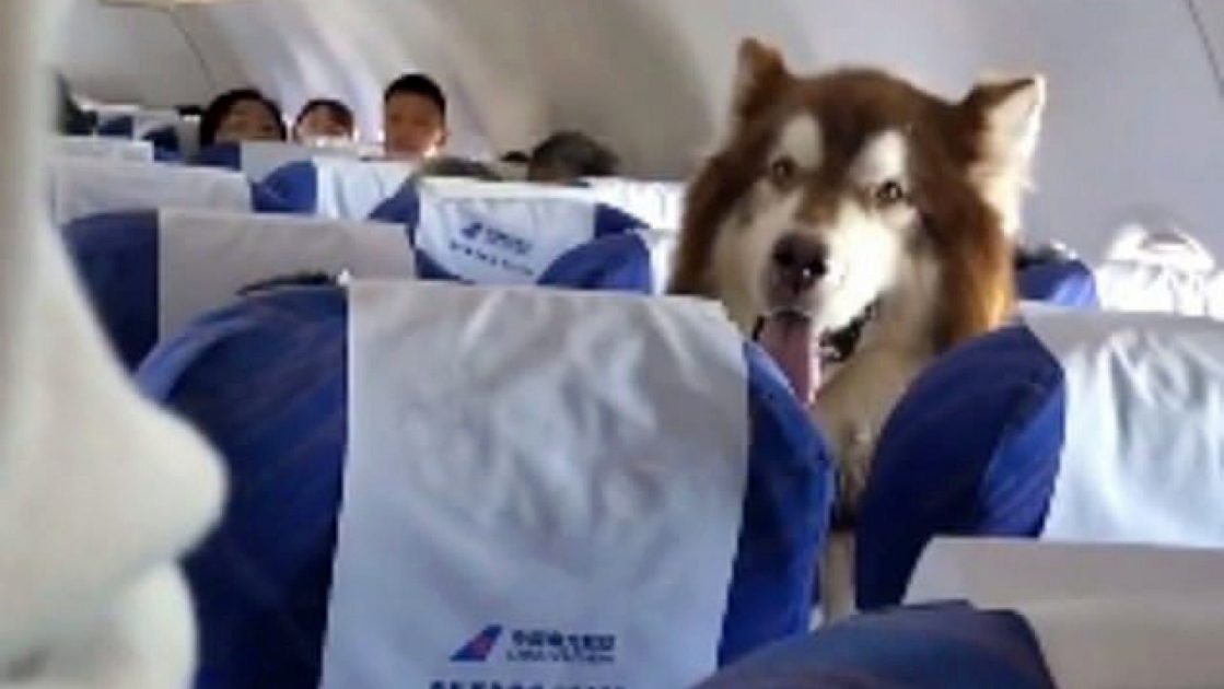Giant Fluffy Dog Has His Own Seat On The Plane, Wins Over Everyone’s Heart