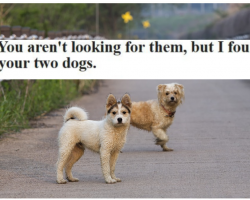 Woman Saves Two Abandoned Dogs On Highway, Writes Emotional Craigslist Letter