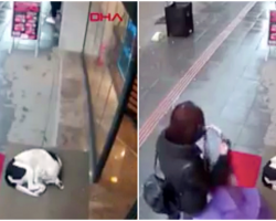 Camera Catches Woman’s Sweetest Act of Kindness For A Cold Stray Dog