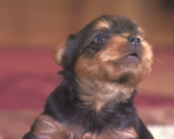 Yorkie Pups Adorably Scare Off The ‘Intruders’ Mama Spots In The Backyard