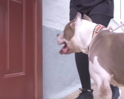 Neglected Pit Bull’s About To Step Inside A House For The Very First Time