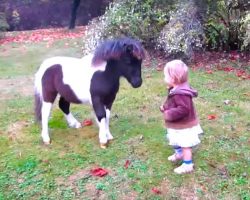 1 Yr Old Approaches That Mini Horse. But How The Horse Reacted Next Had Me In Stitches!