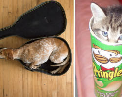 25 Pics Of Pets Fitting In The Darndest Places Possible