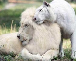 White Lion And White Tiger Had Babies Together And They’re The Most Adorable Things On Earth