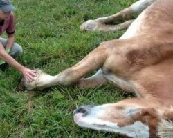 Abused 30-Year-Old Horse Was Abandoned – But A New Friend He Met Along Made Him Feel Wanted