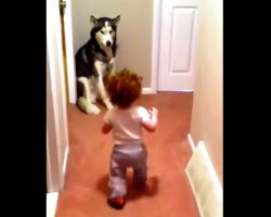 Dad flips on vacuum only to have baby steal show when she beelines straight towards her ‘Protector’