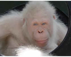 Only Living Albino Orangutan Found, Rescuers Build Her A Special Island