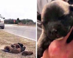 Authorities are looking for the culprit who tossed these tiny puppies out of car like trash