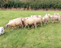 Hound Has No Intention Of Herding Sheep, But The Sheep Follow Her Every Move