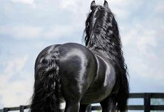 Frederik the Great looks like a normal horse from behind, but just wait until he turns around