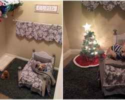 Dog-Mom Turns Closet Into Cozy Bedroom For Her Spoiled Senior Chihuahua
