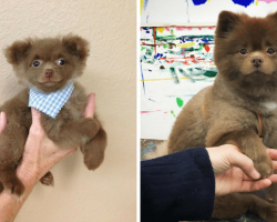 Breeder Abandons Baby Pomeranian Who’s ‘Too Big To Sell’ Only To Realize His Mistake Now