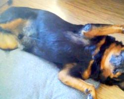 Rottweiler Tries To Scam Dad, Hilariously Plays Dead To Avoid Taking His Meds