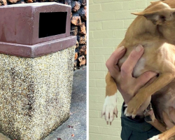 Scared Dog Found Shivering & Hungry After Being Dumped In A Trash Can In Rain