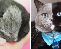 Rare ‘Chimera Cat’ Is Born With ‘Two Faces’, Grows Up And Becomes Famous For It