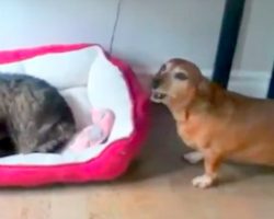 Cat Steals This Dog’s Bed, Poor Dog’s Reaction Has Us Rolling With Laughter