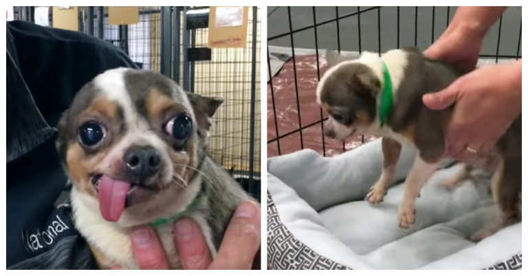 Chihuahua Spends 9 Years In Puppy Mill - Responds to His Very Own Dog Bed