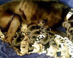 Mama Great Dane Gives Birth To Massive 19 Healthy Puppies