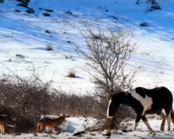 Brave Horse Frolics With A Pack Of Wild Wolves