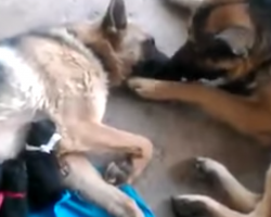 Dad Dog Comforts Mama After She Gives Birth To Four Puppies