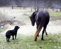 Dad Noticed His Lonely Horse Acting Unusual. He Never Could Have Imagined Who He Was Talking With!