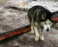 Husky’s been chained outside for 15 years – look at how happy he is when he gets a real family