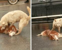 Dog Lies Motionless After A Hit & Run, As His Loyal Friend Tries To Wake Him Up
