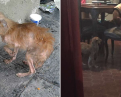 Dog Welcomes Rescue Into Home By Offering Some Food From Her Bowl