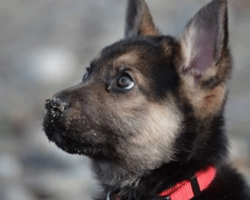 Dying 10-week-old puppy given away for free is now getting a second chance at life