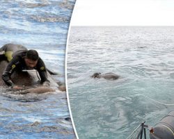 Navy Spots Huge Elephant Drowning Mid-Ocean, Carry Out The Most Amazing Rescue