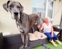 Standing At 7’6 Feet, Freddy The Great Dane Is Crowned Tallest Dog In The World