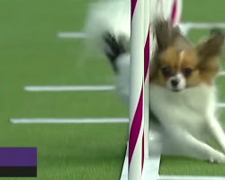Tiny Dog Leaves Competition In The Dust As She Sets Agility Speed Record