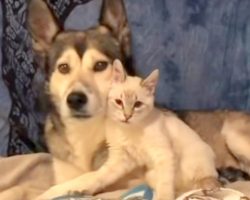 Tiny, Disabled Kitten Dumped In A Yard, Finds Her Foster Mom In A Loving Husky