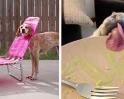 If You Have A Dog, You’ll See The Hilarious And Heartwarming Truth In These Pics