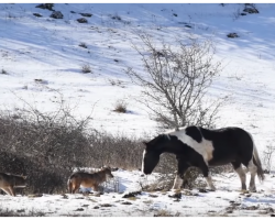 Lone Horse Runs Into Pack Of Wolves, Astounds Predators With Silliest Diversion